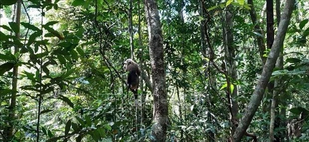 Trois animaux sauvages relâchés dans le Parc national de Bu Gia Map